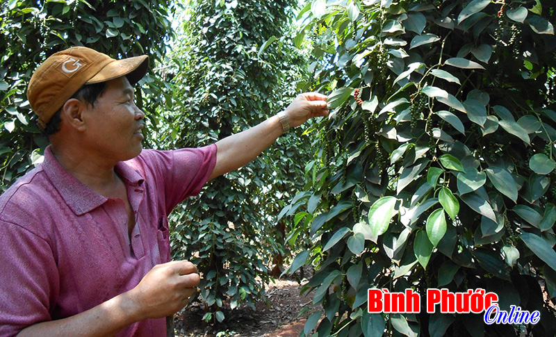 Liên kết nông dân trồng tiêu ở Lộc Ninh và Nedspice: Mô hình phát triển chuỗi cung ứng bền vững