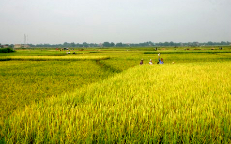 Chính sách hỗ trợ để bảo vệ và phát triển đất trồng lúa