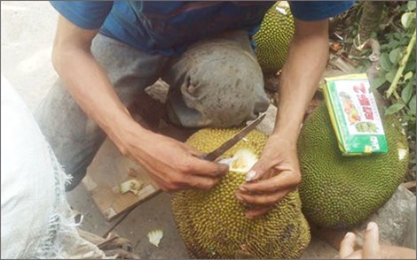 Cận cảnh 'công nghệ' khoét lỗ đổ hóa chất ép mít chín siêu tốc