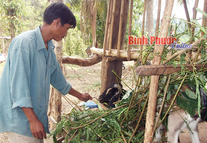 Thoát nghèo nhờ được vay dê giống