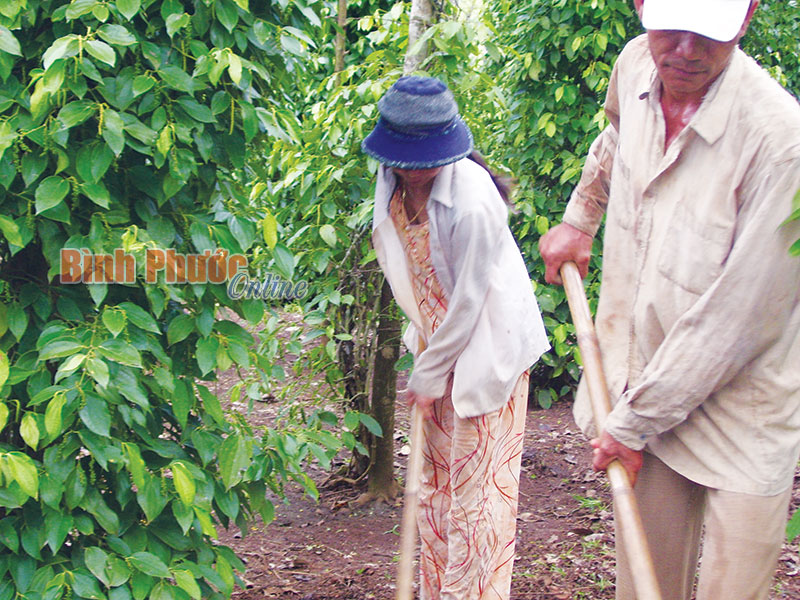 Hội nông dân Lộc Ninh: 203 hộ hội viên DTTS sản xuất - kinh doanh giỏi