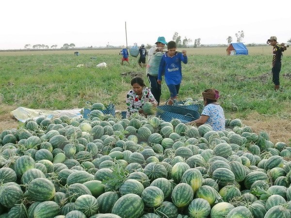 Chung tay giúp nông dân miền Trung thoát cảnh bị ép giá dưa hấu