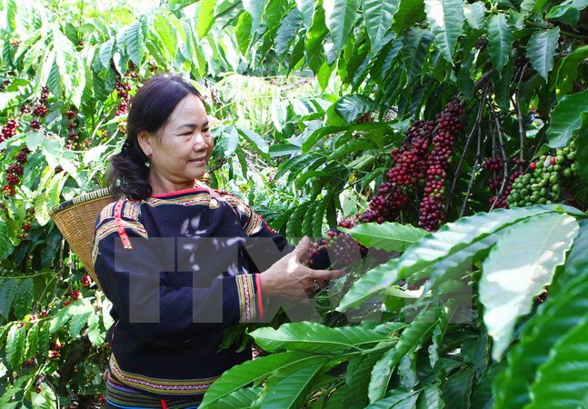 Ba học sinh sáng chế máy chưng cất rượu cần hương vị càphê