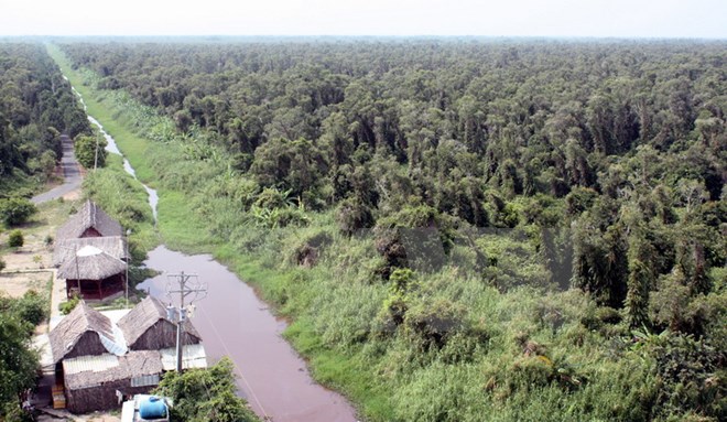 Trữ lượng than bùn tại rừng U Minh Hạ có giá trị hàng nghìn tỷ đồng
