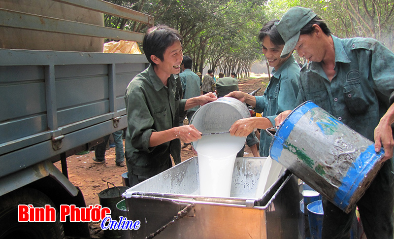 VRG ổn định diện tích 420 ngàn ha cao su