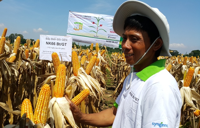 Ngô biến đổi gene: Mắt thấy, tai nghe
