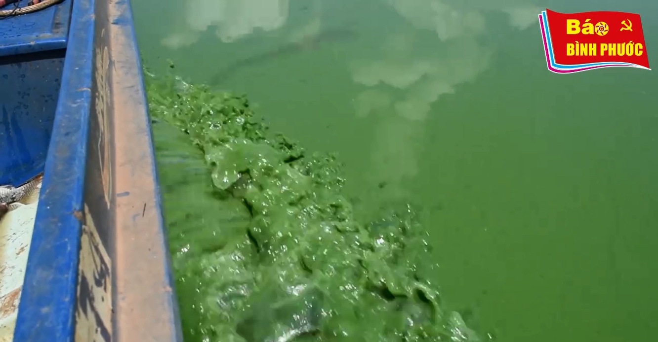 [Video] Thượng nguồn sông Sài Gòn đang “ngộp thở” bởi váng xanh