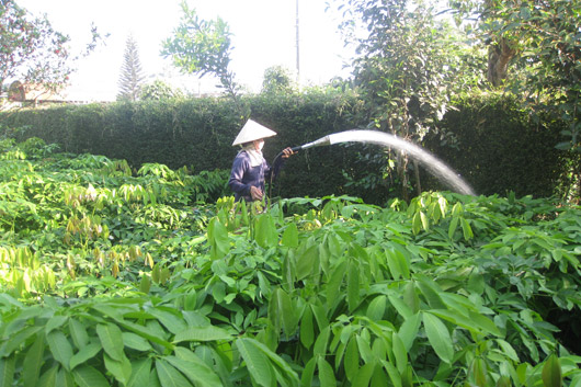 Xây dựng mô hình điểm hợp tác xã nông - lâm nghiệp trong vùng DTTS