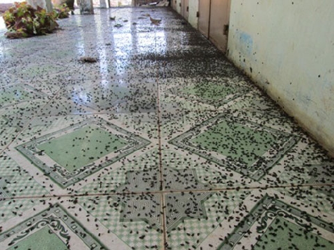 Bọ đậu đen hoành hành ở Minh Long