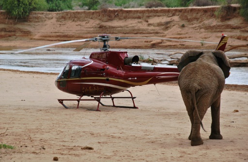 Google giúp bảo vệ voi ở Kenya