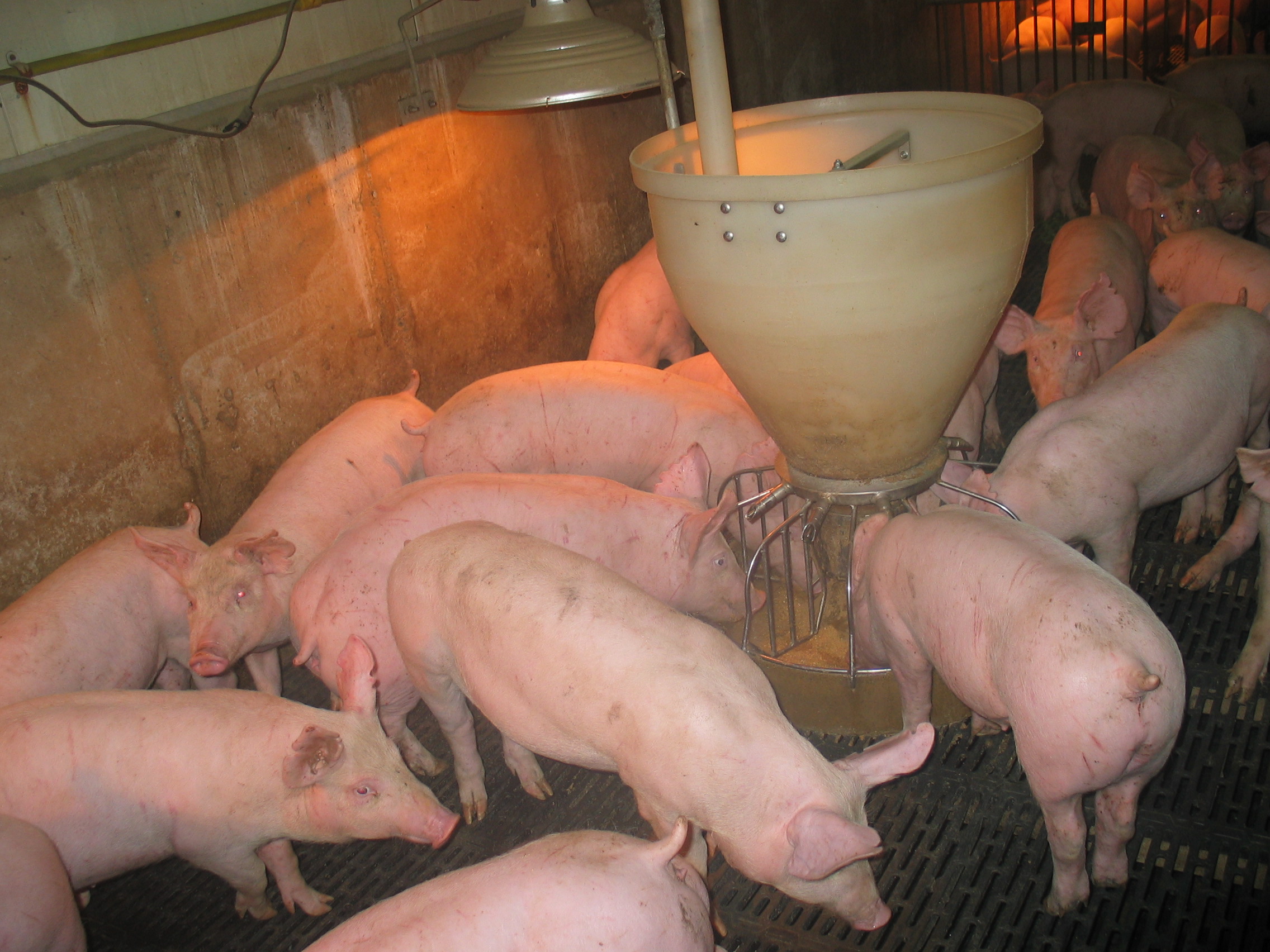 Chất tạo nạc cho heo chủ yếu nhập từ Trung Quốc