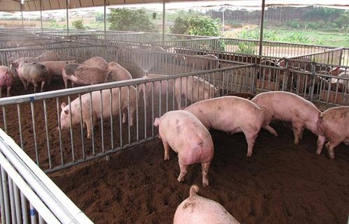 Hiệu quả từ chăn nuôi heo bằng thức ăn ủ men vi sinh hoạt tính