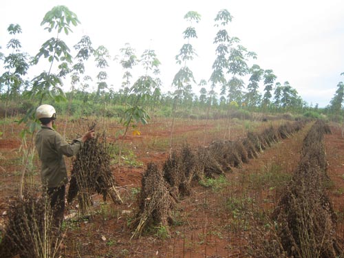 Huyện Bù Đăng không còn đất chưa sử dụng 