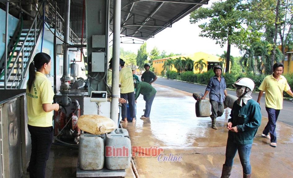 Nhà máy chế biến trung tâm - địa chỉ tin cậy thu mua mủ cao su