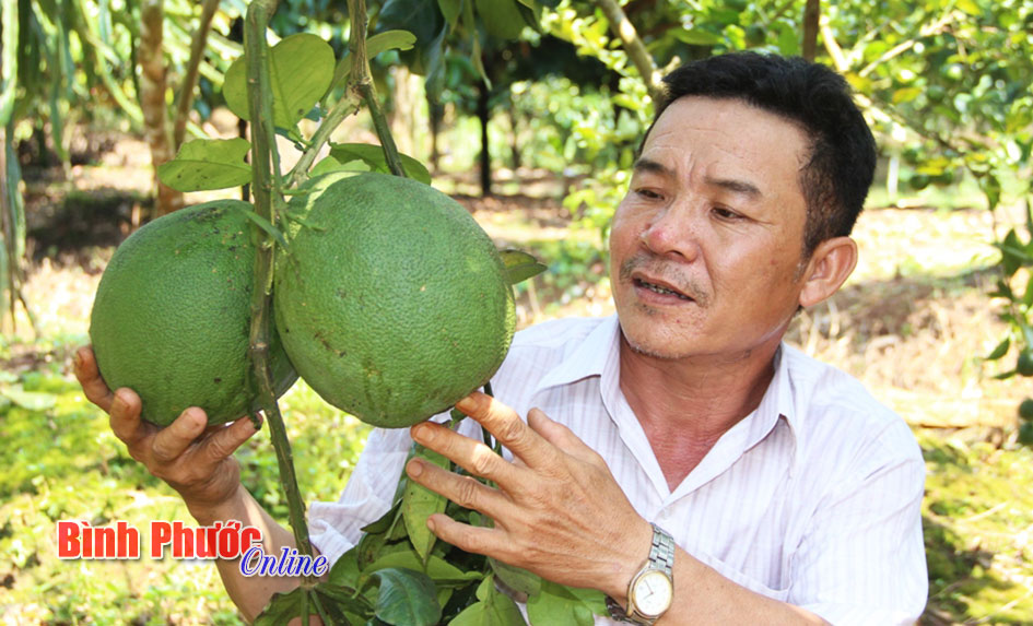 L&agrave;m gi&agrave;u từ m&ocirc; h&igrave;nh bưởi da xanh xen măng cụt