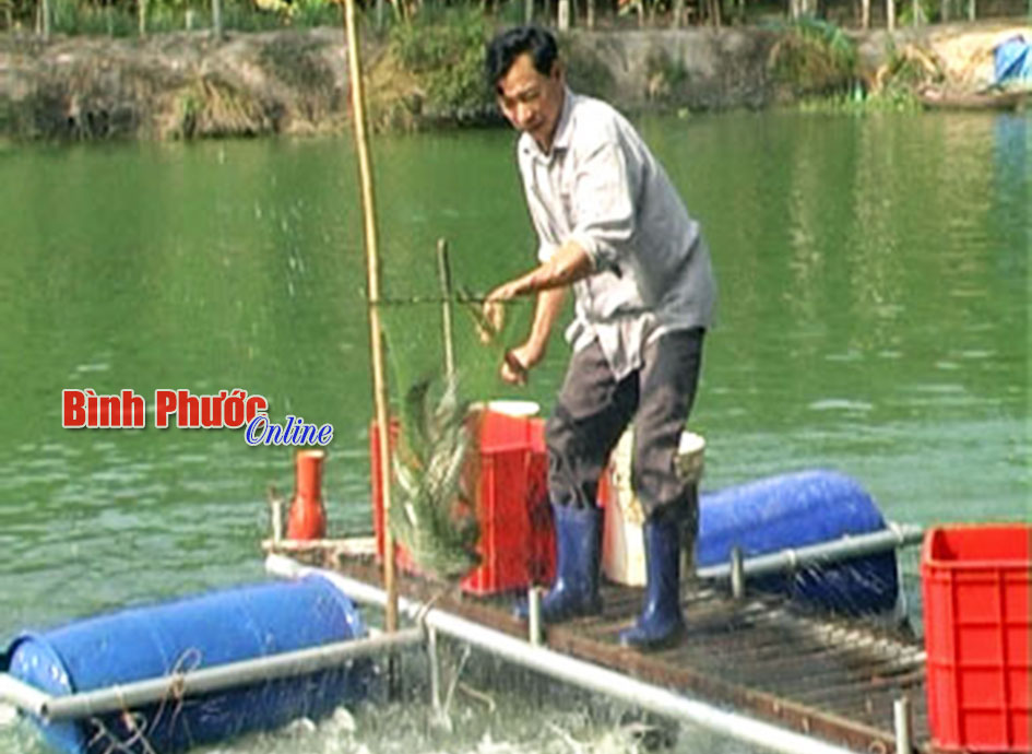 4.000 mét vuông nuôi cá lóc bông cho lãi 500 triệu đồng/năm 