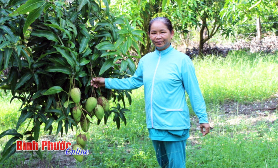 Thu nhập 500 triệu đồng từ 1,4 ha xoài    