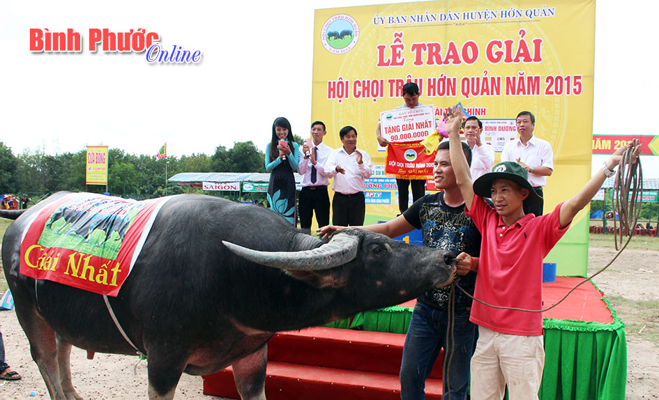 Tưng bừng hội chọi tr&acirc;u Hớn Quản năm 2015