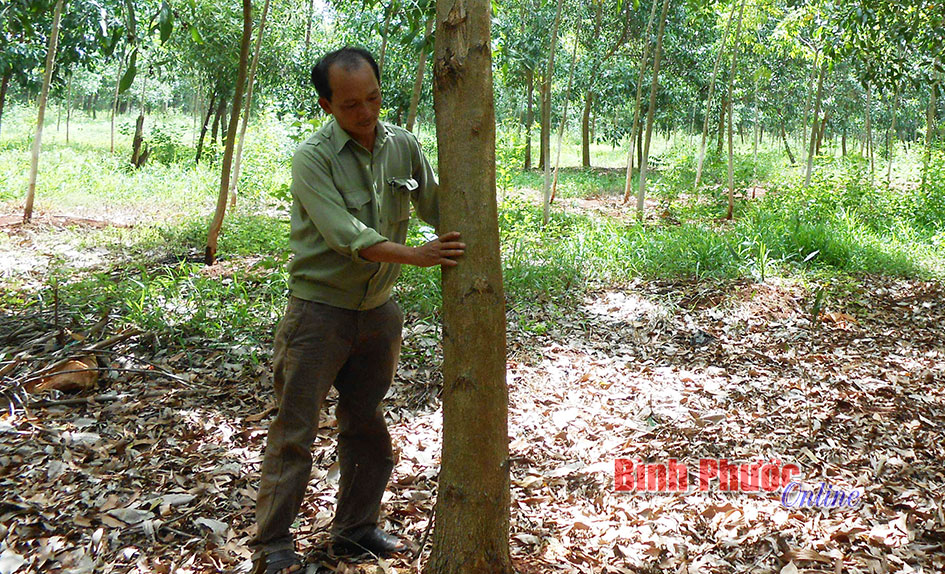 Trồng keo lai xen trong vườn cao su: một mũi tên trúng nhiều đích