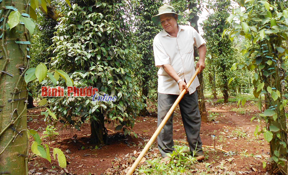 Kinh nghiệm sản xuất giỏi của ông Nguyễn Văn Thị