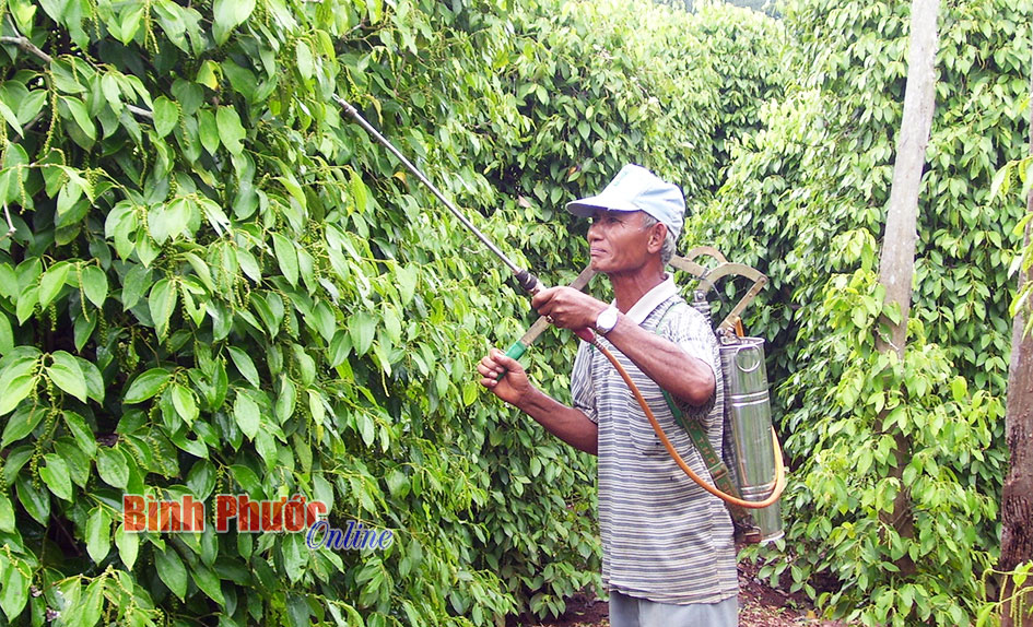 Lạm dụng phân bón hóa học và thuốc BVTV: Lợi bất cập hại