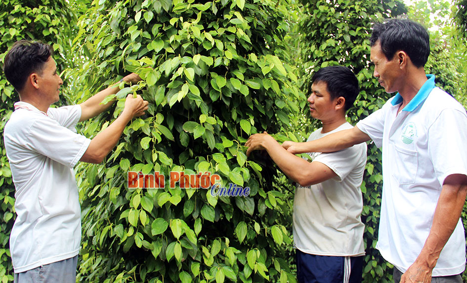 Tín hiệu vui từ Câu lạc bộ tiêu bền vững An Phú 2