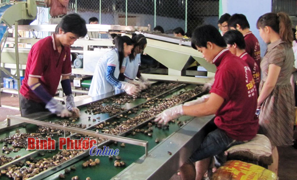 Tiếp tục tháo gỡ khó khăn cho ngành điều