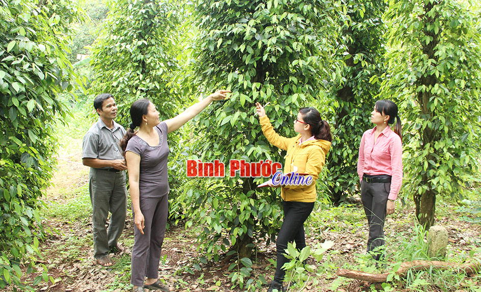 Hiệu quả từ mô hình đa cây, đa con