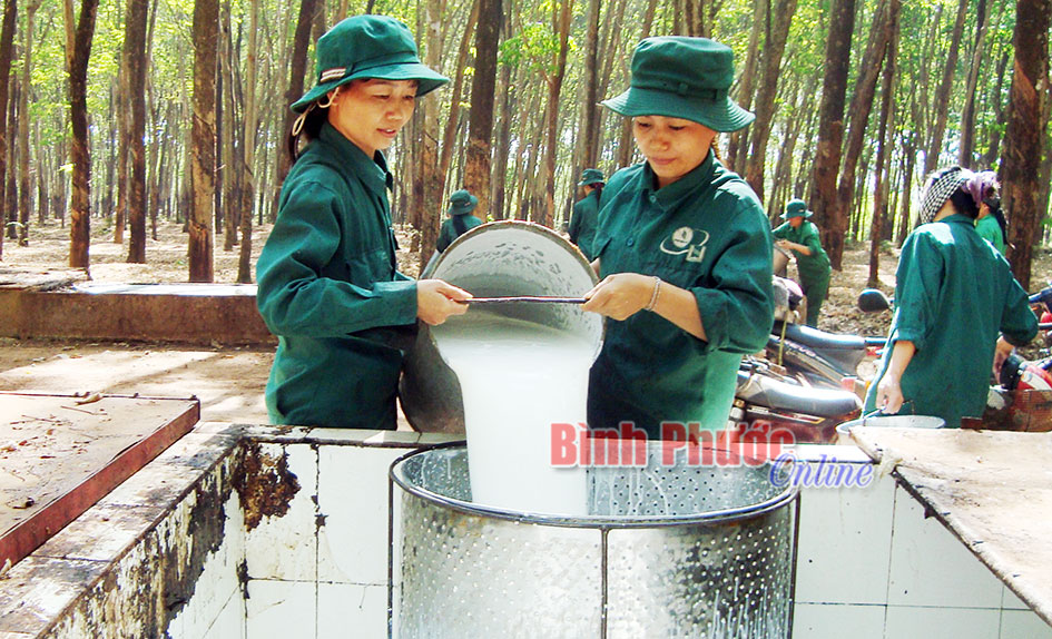 Học v&agrave; l&agrave;m theo b&aacute;c ở cao su Đồng Ph&uacute;