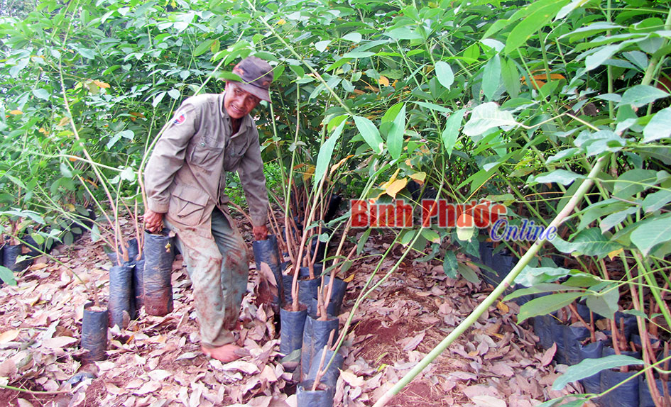 Công ty TNHH MTV cao su Lộc Ninh - Dẫn đầu tập đoàn về kỹ thuật nông nghiệp