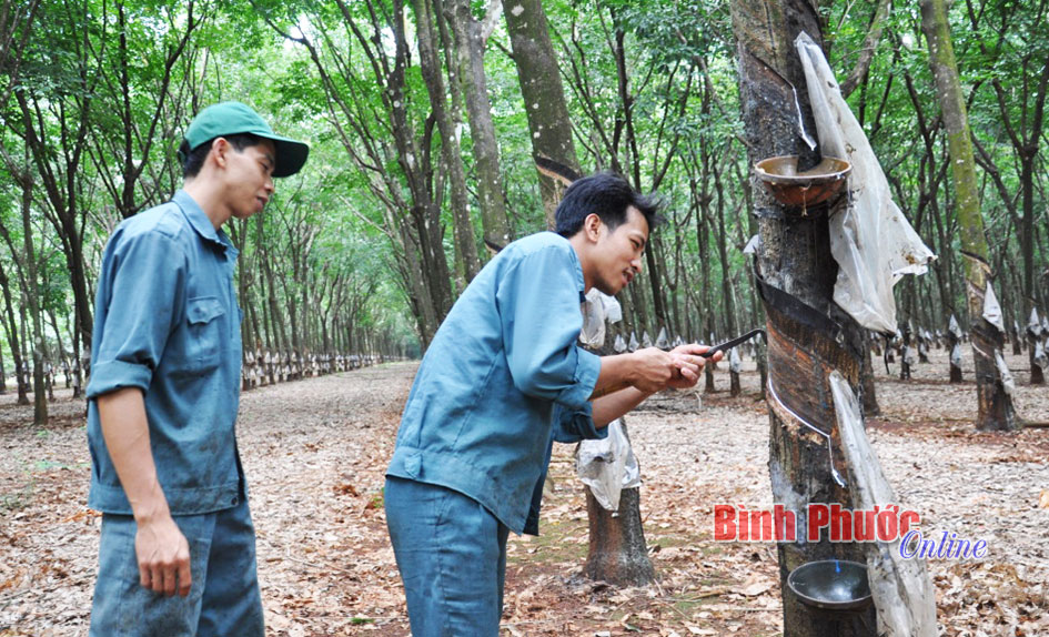 Kiện tướng của ngành cao su