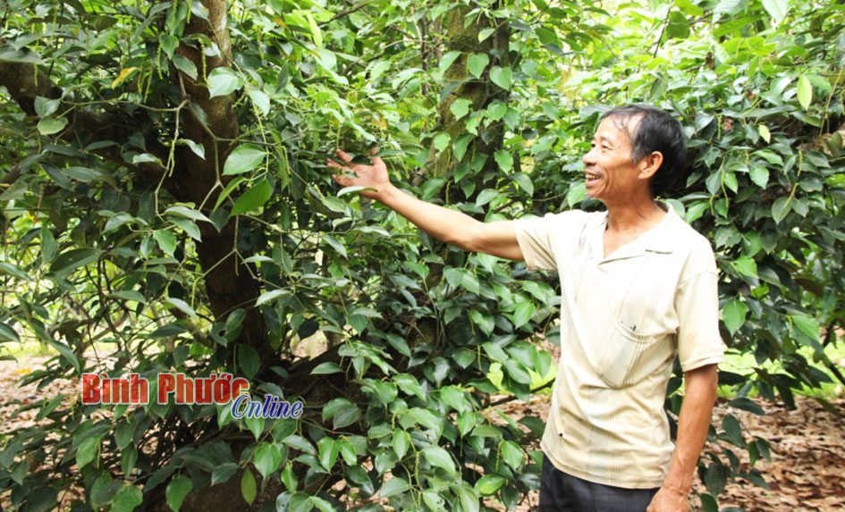 Lão nông Nguyễn Văn Huỳnh: Mỗi năm thu tiền tỷ từ 4,5 ha vườn