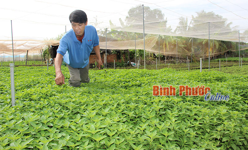 Bứt phá trong xây dựng nông thôn mới ở Bình Long