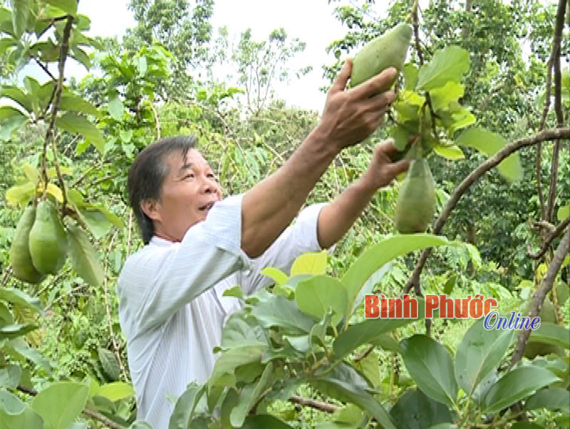 Để bơ sáp Mã Dưỡng ra thế giới