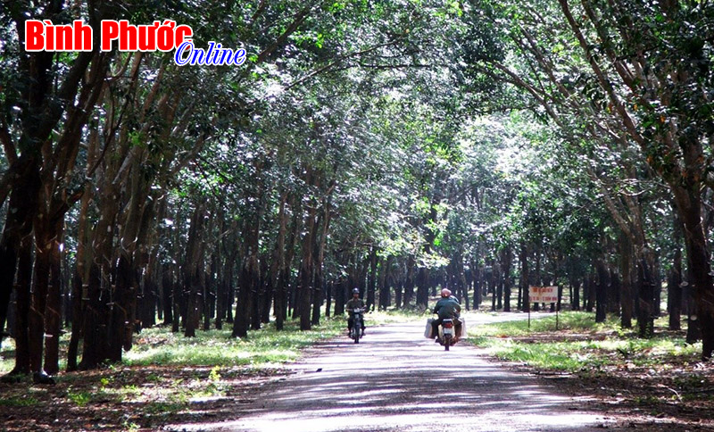 C&ocirc;ng ty TNHH MTV Cao su Lộc Ninh: Sắp b&agrave;n giao 20 tuyến đường cho huyện Lộc Ninh quản l&yacute;