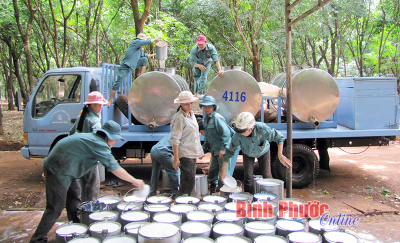Nghịch lý trong sản xuất - kinh doanh cao su thiên nhiên Việt Vam