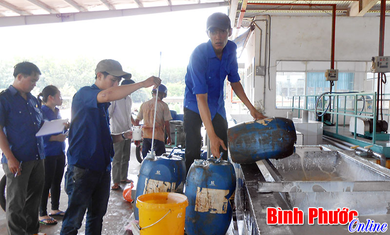 Cao su Lộc Ninh - Điển hình về thu mua mủ cao su tư nhân