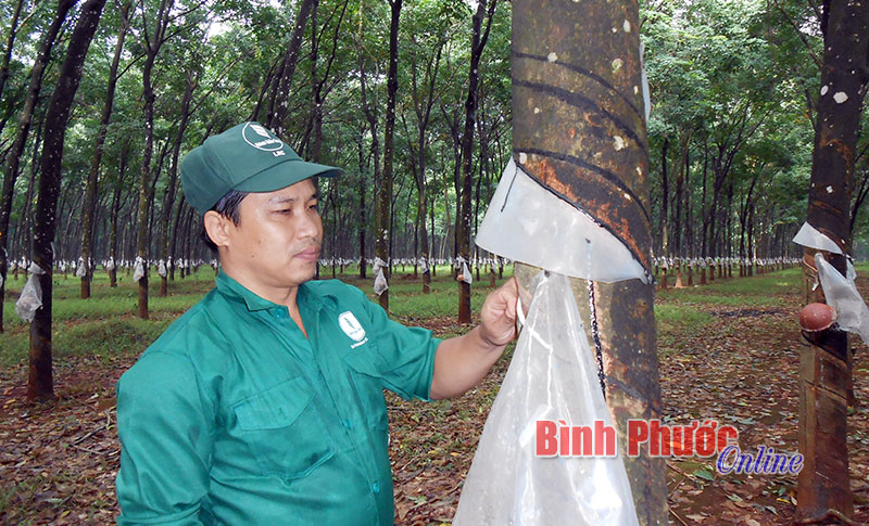 N&ocirc;ng trường 3 - cao su Lộc Ninh: X&acirc;y dựng Đảng bộ trong sạch vững mạnh