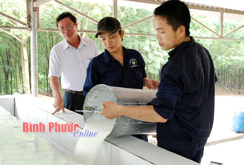 Ph&aacute;t huy vai tr&ograve; tổ chức Đảng ở N&ocirc;ng trường cao su Đồng T&acirc;m