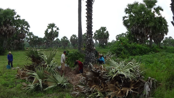 Đào rừng thốt nốt bán cho Trung Quốc