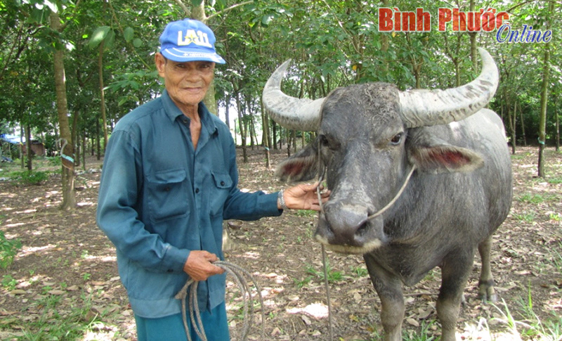 Hội chọi tr&acirc;u huyện Hớn Quản đ&atilde; sẵn s&agrave;ng