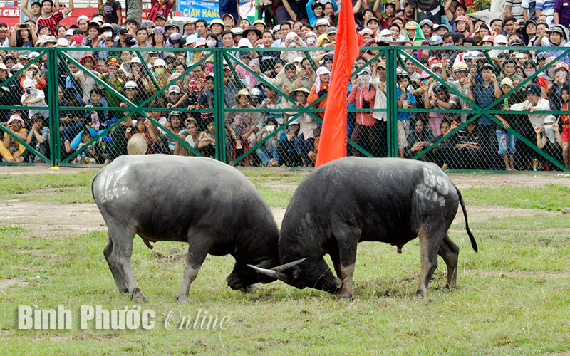 7 giờ ng&agrave;y 27-9 sẽ diễn ra hội chọi tr&acirc;u Hớn Quản