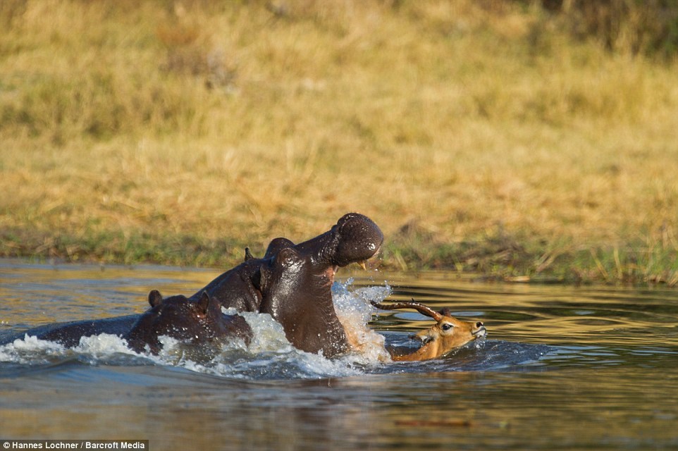 Open wide: The hippo draws in on its prey