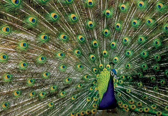 Mô hình hiệu quả bảo tồn động vật quý hiếm 