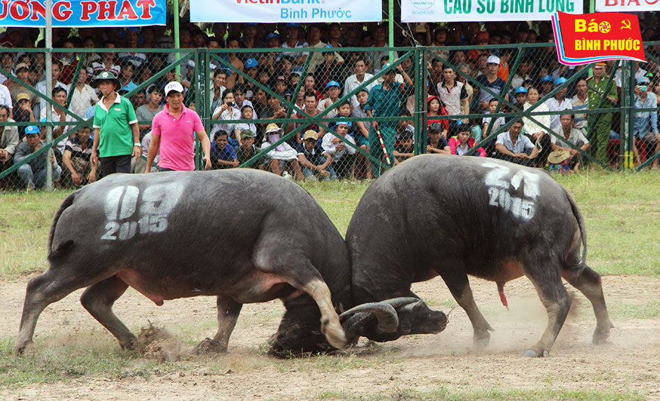 [Video] Kịch tính Hội chọi trâu Hớn Quản 2015