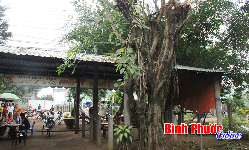 Cưa c&acirc;y khi trời mưa, một người bị điện giật chết