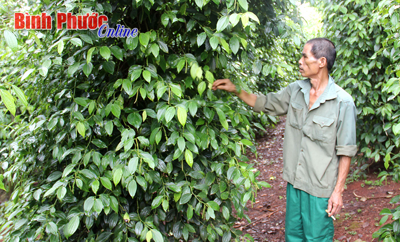 Hội Cựu chiến binh Long Hà: Điểm sáng giảm nghèo