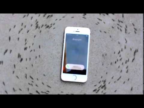 Kiến chạy vòng tròn khi iPhone đổ chuông