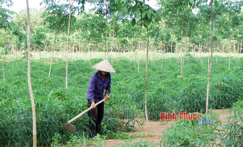 Lộc Ninh: Xử lý nghiêm hộ vay vốn cắt khẩu, bán đất đi khỏi địa phương