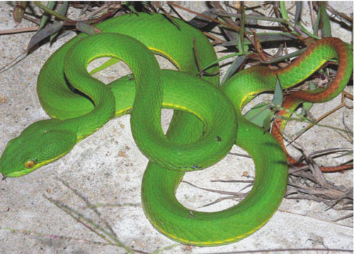 Sơ cứu rắn cắn: Tránh xử trí sai lầm